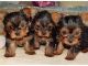 Yorkshire Terrier Puppies for sale in Cornwall Bridge, Cornwall, CT, USA. price: NA