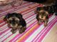 Yorkshire Terrier Puppies for sale in Norfolk, VA, USA. price: $400
