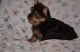 Yorkshire Terrier Puppies for sale in Arden Hills, MN, USA. price: NA