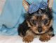 Yorkshire Terrier Puppies for sale in Hendersonville, NC, USA. price: NA