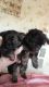 Yorkshire Terrier Puppies for sale in Agua Dulce, TX 78330, USA. price: NA