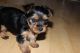 Yorkshire Terrier Puppies for sale in Agua Dulce, TX 78330, USA. price: NA