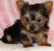 Yorkshire Terrier Puppies for sale in Ashburn, VA, USA. price: NA