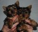 Yorkshire Terrier Puppies for sale in Annapolis, MD, USA. price: NA