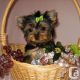 Yorkshire Terrier Puppies for sale in Concord, CA, USA. price: $350