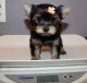 Yorkshire Terrier Puppies for sale in Billings, MT, USA. price: $500
