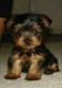 Yorkshire Terrier Puppies for sale in Secaucus, NJ, USA. price: NA