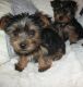 Yorkshire Terrier Puppies for sale in Murfreesboro, TN, USA. price: NA