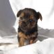 Yorkshire Terrier Puppies for sale in Baltimore, MD, USA. price: NA