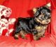 Yorkshire Terrier Puppies for sale in Columbus, GA, USA. price: NA