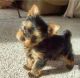 Yorkshire Terrier Puppies for sale in Beaver Creek, CO 81620, USA. price: $600
