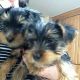 Yorkshire Terrier Puppies for sale in California, PA, USA. price: NA