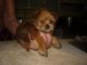 Yorkshire Terrier Puppies for sale in West Palm Beach, FL, USA. price: $950
