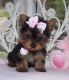 Yorkshire Terrier Puppies for sale in Springfield, MO, USA. price: NA