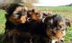 Yorkshire Terrier Puppies for sale in Battle Lake, MN 56515, USA. price: $500