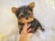 Yorkshire Terrier Puppies for sale in Concord, CA, USA. price: NA