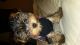 Yorkshire Terrier Puppies for sale in Huntington, NY, USA. price: $950