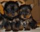 Yorkshire Terrier Puppies for sale in Ab Kamari, Afghanistan. price: NA