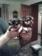 Yorkshire Terrier Puppies for sale in Huntsville, AL, USA. price: NA
