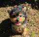 Yorkshire Terrier Puppies for sale in Adairsville, GA 30103, USA. price: NA