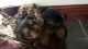 Yorkshire Terrier Puppies for sale in Abbeville, GA 31001, USA. price: NA