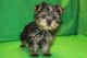 Yorkshire Terrier Puppies for sale in Joliet, IL, USA. price: $500