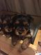 Yorkshire Terrier Puppies for sale in Naperville, IL, USA. price: NA