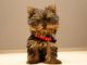 Yorkshire Terrier Puppies for sale in New York, NY, USA. price: $300