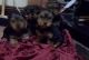 Yorkshire Terrier Puppies for sale in Orange, CA, USA. price: $400