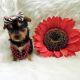Yorkshire Terrier Puppies for sale in Virginia Beach, VA, USA. price: NA