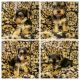 Yorkshire Terrier Puppies for sale in Thomasville, NC 27360, USA. price: NA
