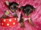 Yorkshire Terrier Puppies for sale in Frederick, MD, USA. price: NA