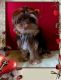 Yorkshire Terrier Puppies for sale in Flint, MI, USA. price: NA