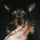 Yorkshire Terrier Puppies for sale in Pana, IL 62557, USA. price: $650