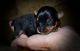 Yorkshire Terrier Puppies for sale in Grayson, LA, USA. price: $1,200