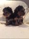 Yorkshire Terrier Puppies for sale in Huntsville, AL, USA. price: NA