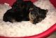 Yorkshire Terrier Puppies for sale in Odessa, TX, USA. price: NA