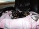 Yorkshire Terrier Puppies for sale in Colton, OR, USA. price: NA