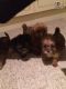 Yorkshire Terrier Puppies for sale in Adairsville, GA 30103, USA. price: NA