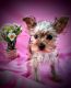 Yorkshire Terrier Puppies for sale in Orange, CA, USA. price: $999
