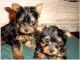 Yorkshire Terrier Puppies for sale in Antioch, CA, USA. price: $280
