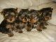 Yorkshire Terrier Puppies for sale in Kansas City, KS, USA. price: NA