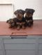 Yorkshire Terrier Puppies for sale in Evansville, WY, USA. price: NA