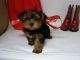 Yorkshire Terrier Puppies for sale in Saginaw, MI, USA. price: NA