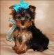 Yorkshire Terrier Puppies for sale in Clarksville, TN, USA. price: $300