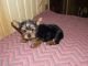 Yorkshire Terrier Puppies for sale in Atlantic Highlands, NJ, USA. price: NA