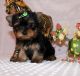 Yorkshire Terrier Puppies for sale in New Haven, CT, USA. price: NA