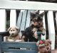 Yorkshire Terrier Puppies for sale in Mobile, AL, USA. price: NA