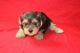 Yorkshire Terrier Puppies for sale in Atlantic Highlands, NJ, USA. price: $450