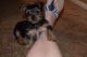 Yorkshire Terrier Puppies for sale in Atlantic Highlands, NJ, USA. price: $400
